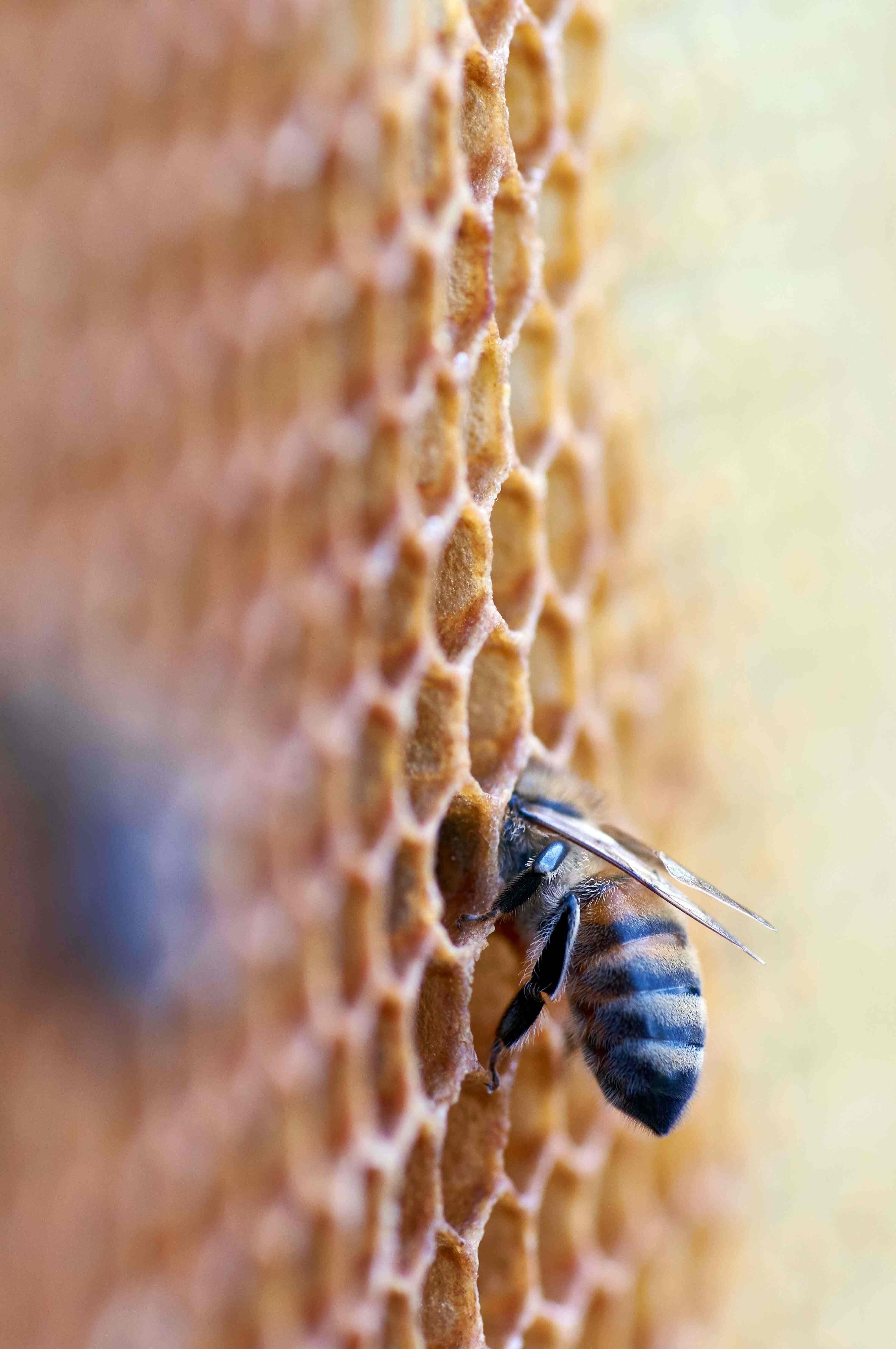 Considering the Bees — Today Daily Devotional